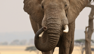 Elephant Trunks Even More Complex Than Previously Thought