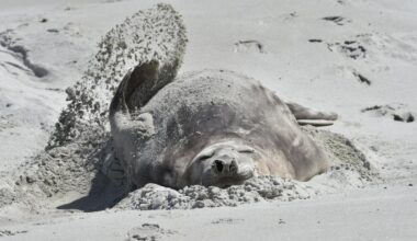 Seal of approval | Otago Daily Times Online News