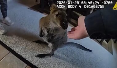 Wallaby Charlie star of the day in Highlands Ranch escape adventure