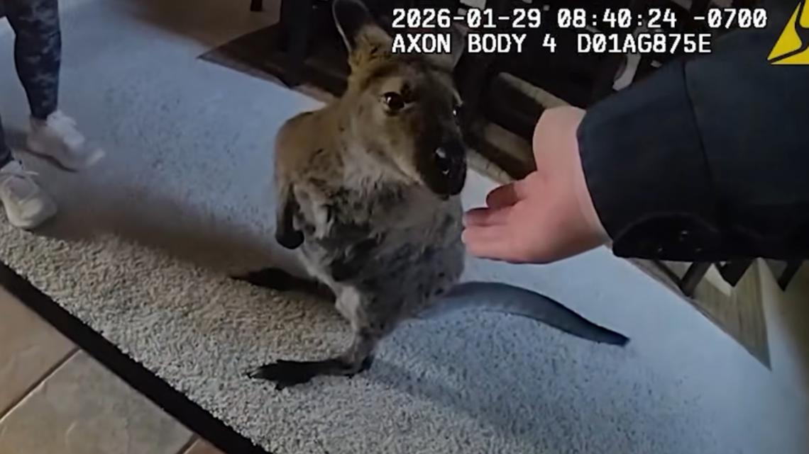 Wallaby Charlie star of the day in Highlands Ranch escape adventure