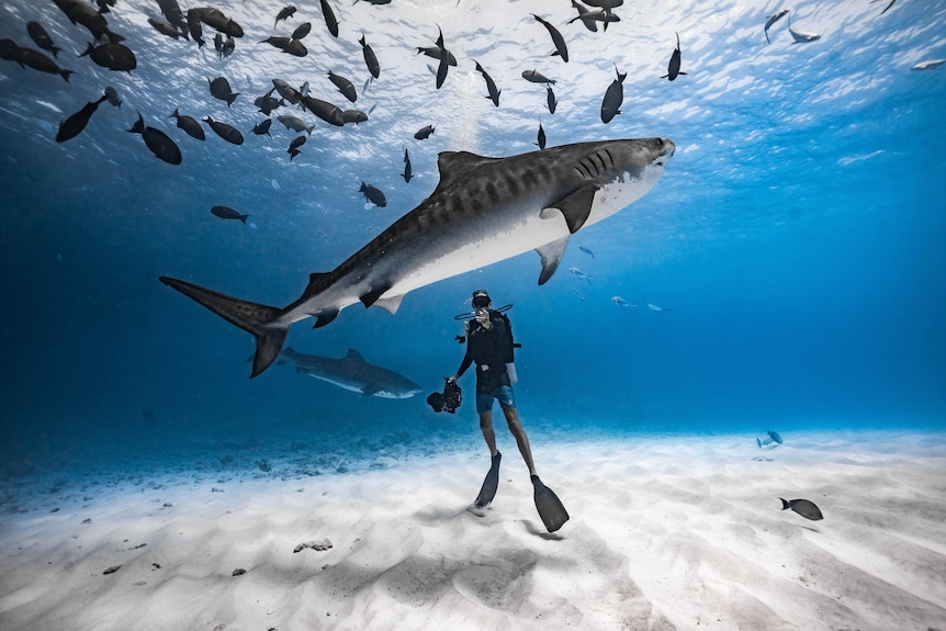 A diver holding a camera looks towards the camera with a shark above him and fish closer to the surface.