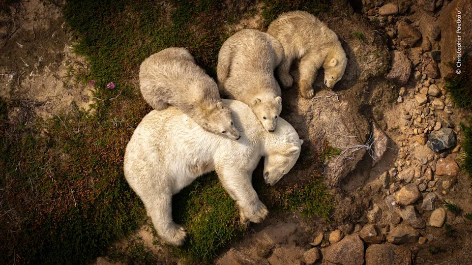  A mother polar bear and her three cubs pause in the summer heat. 
