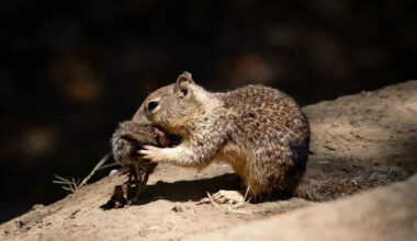 California Ground Squirrels Caught Hunting in New Scientific Footage