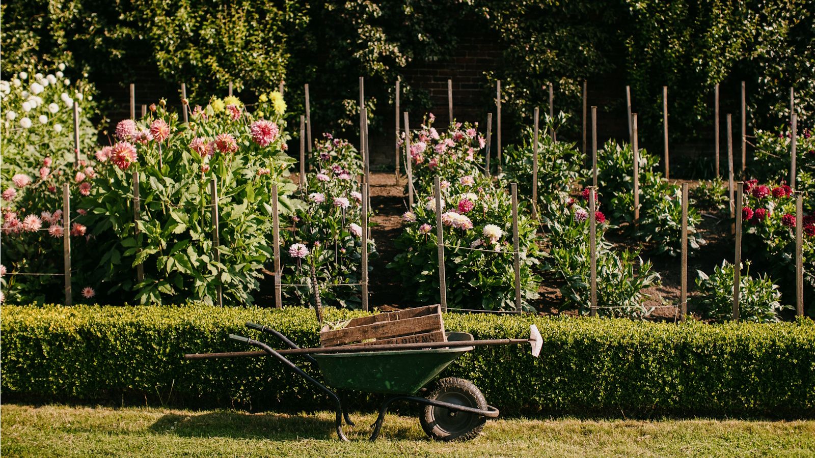 Dalmeny Walled Garden dahlia bed, wheelbarrow in front