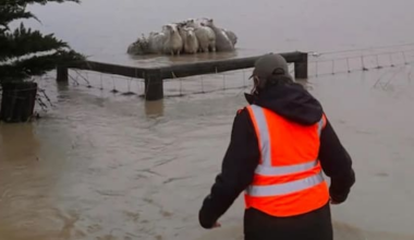 Farmer rescues sheep stranded in Banks Peninsula floodwaters