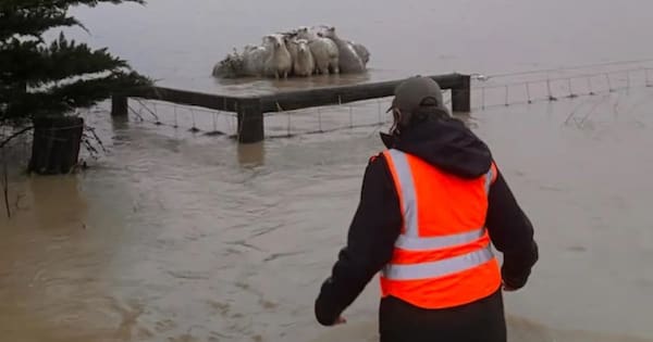 Farmer rescues sheep stranded in Banks Peninsula floodwaters