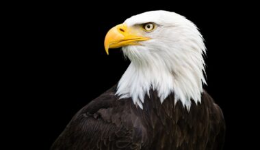 Bald eagles are uniquely American. Most of us have little idea what they're truly like.