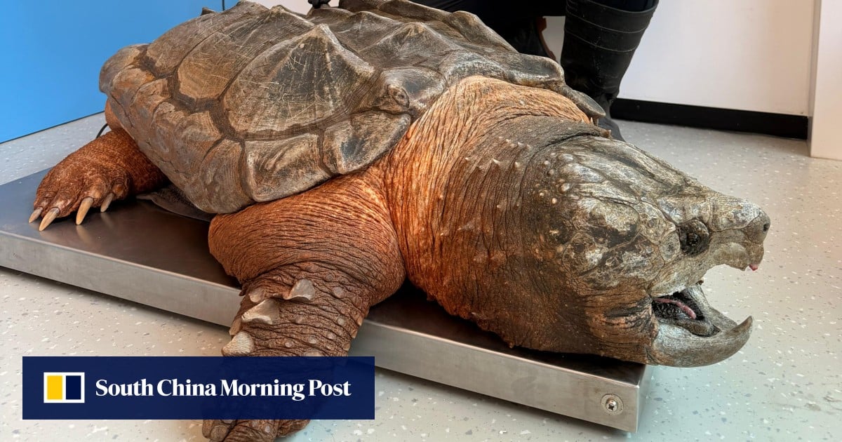 Call for tougher animal welfare laws after invasive turtle found in Hong Kong