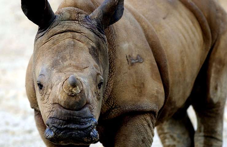Hamilton Zoo has benefitted from the city council's recent acquisition of land adjoining the animal enclosures. Photo / New Zealand Herald