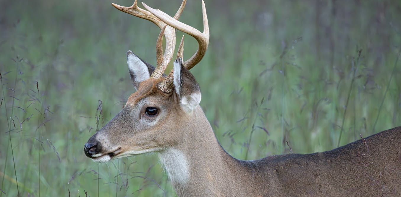 The cost of casting animals as heroes and villains in conservation science