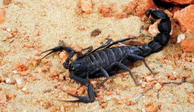 Scorpions can pose a deadly threat to children – we’re identifying the global hotspots