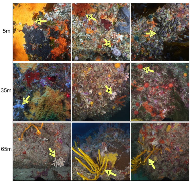 A composite image shows different sponges living at different depths, from shallow waters to deeper environments.