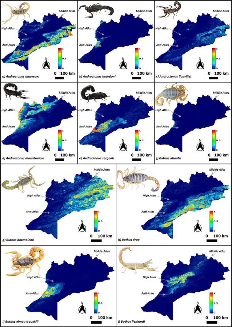 Graphics showing maximum entropy models for ten species of Moroccan scorpions.