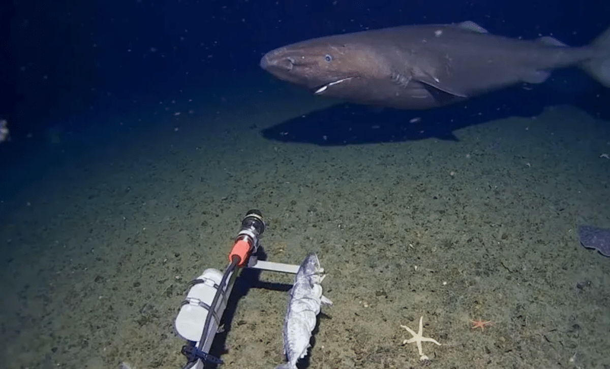 First Ever Footage Of A Shark Caught In Antarctica Stuns Scientist