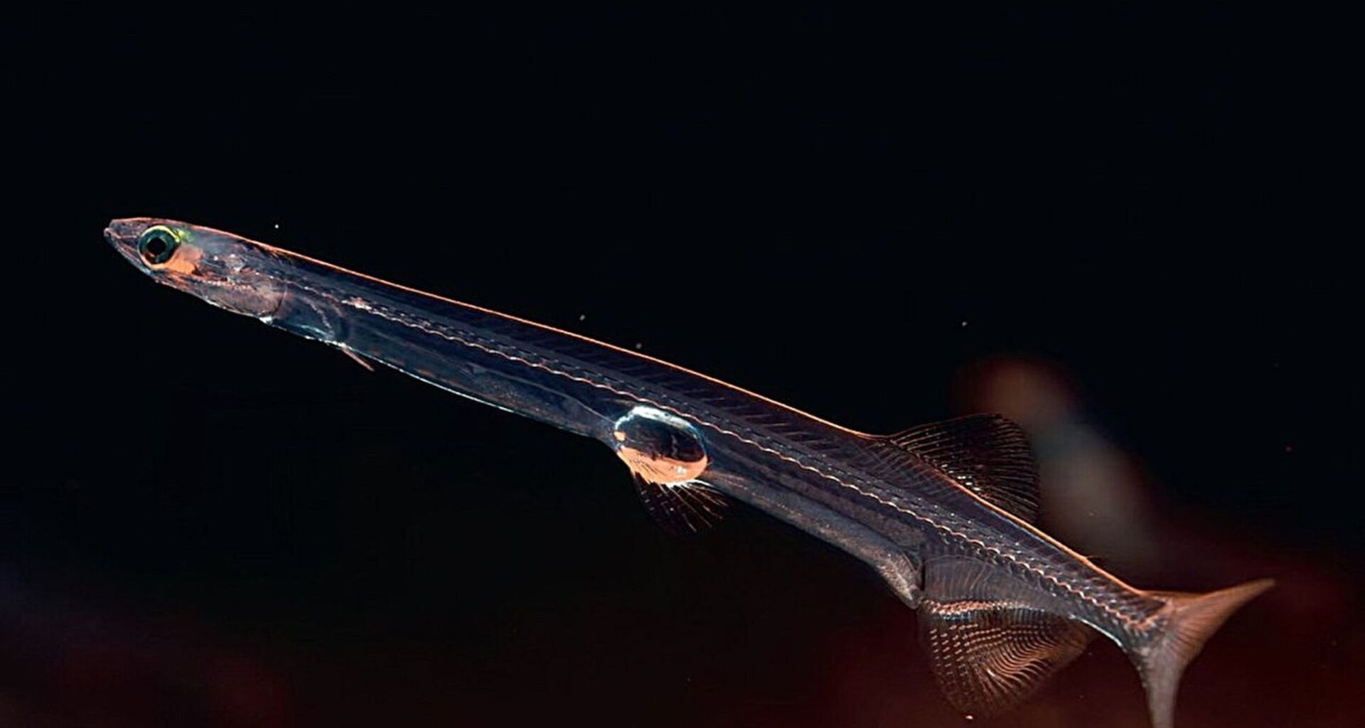 Two separate groups of fish evolved to live without red blood cells