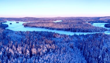 Forests Are Steadily Crawling North, Satellite Imagery Shows