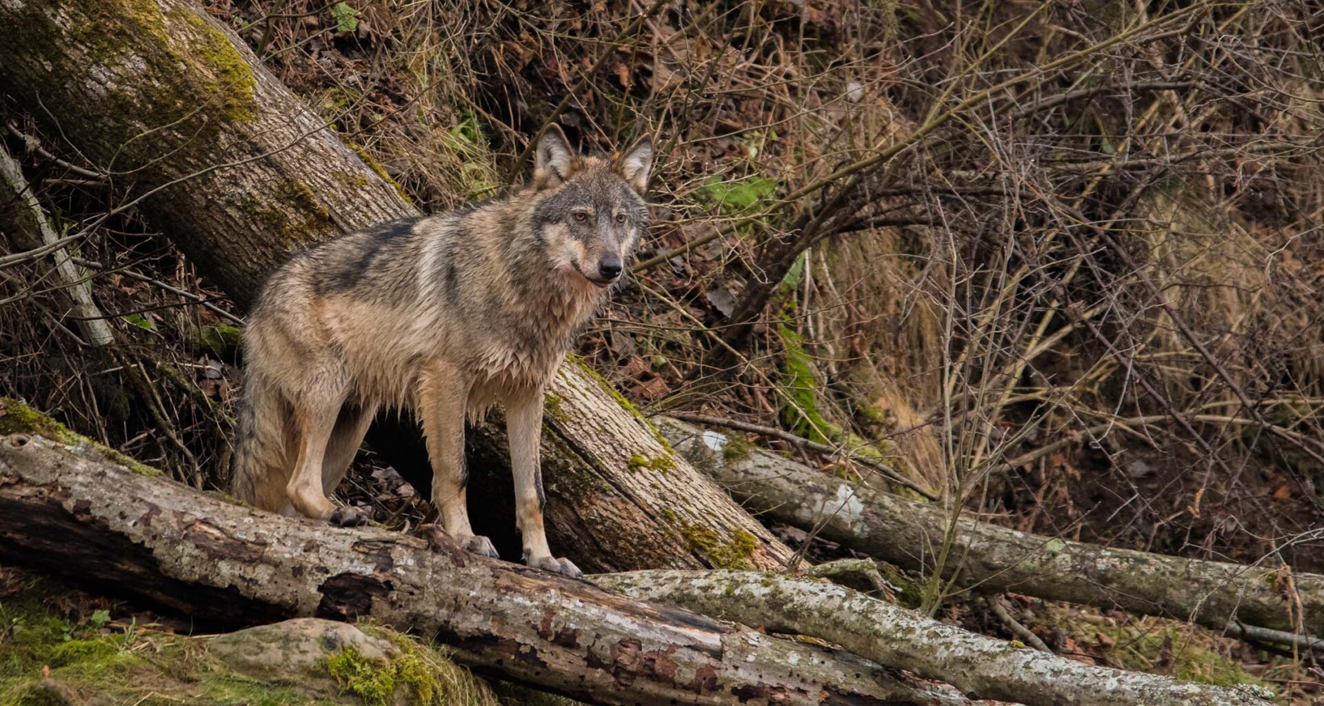 A wolf stands on the branches of a fallen tree in woodland.