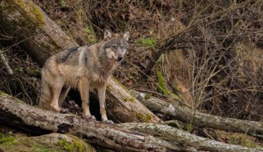 A wolf stands on the branches of a fallen tree in woodland.
