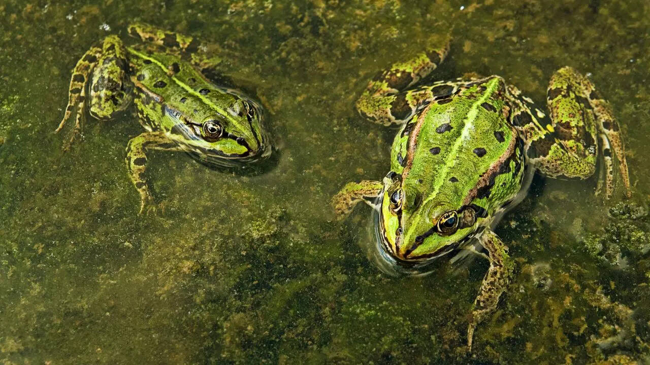 Frogs