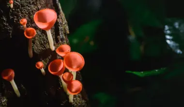 How fire-loving fungi evolved to digest charcoal