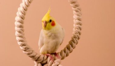 Worker loses ACC lung cancer fight due to pet parrot