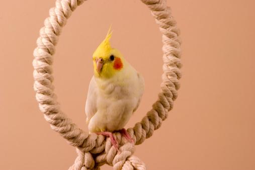 Worker loses ACC lung cancer fight due to pet parrot