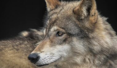 Lone wolf tracked near Truckee. Why experts say be cautious but not concerned.