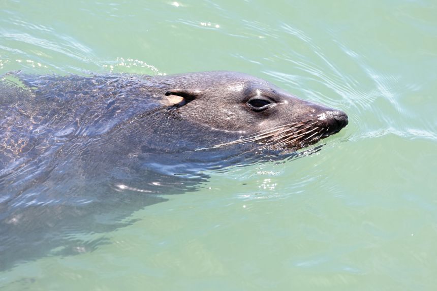 Cape fur seals are major predators of African penguins at sea. With starvation weakening the penguins, they are less likely to evade a predator's attack.