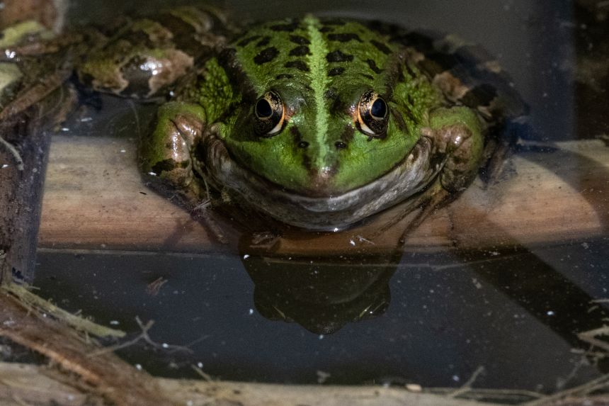 Genetic mapping has revealed chytrid's uneven death toll: populations coexisting with chytrid were better able to survive than newly affected ones. Adding to the complexity, some amphibians are naturally more resistant — while some chytrid strains are more lethal.