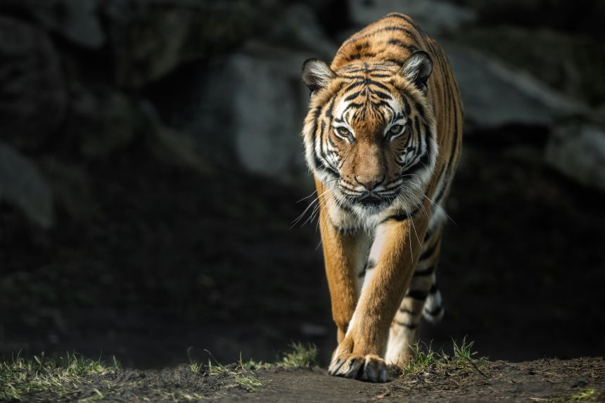 Only 150 Malayan tigers remain in the wild.