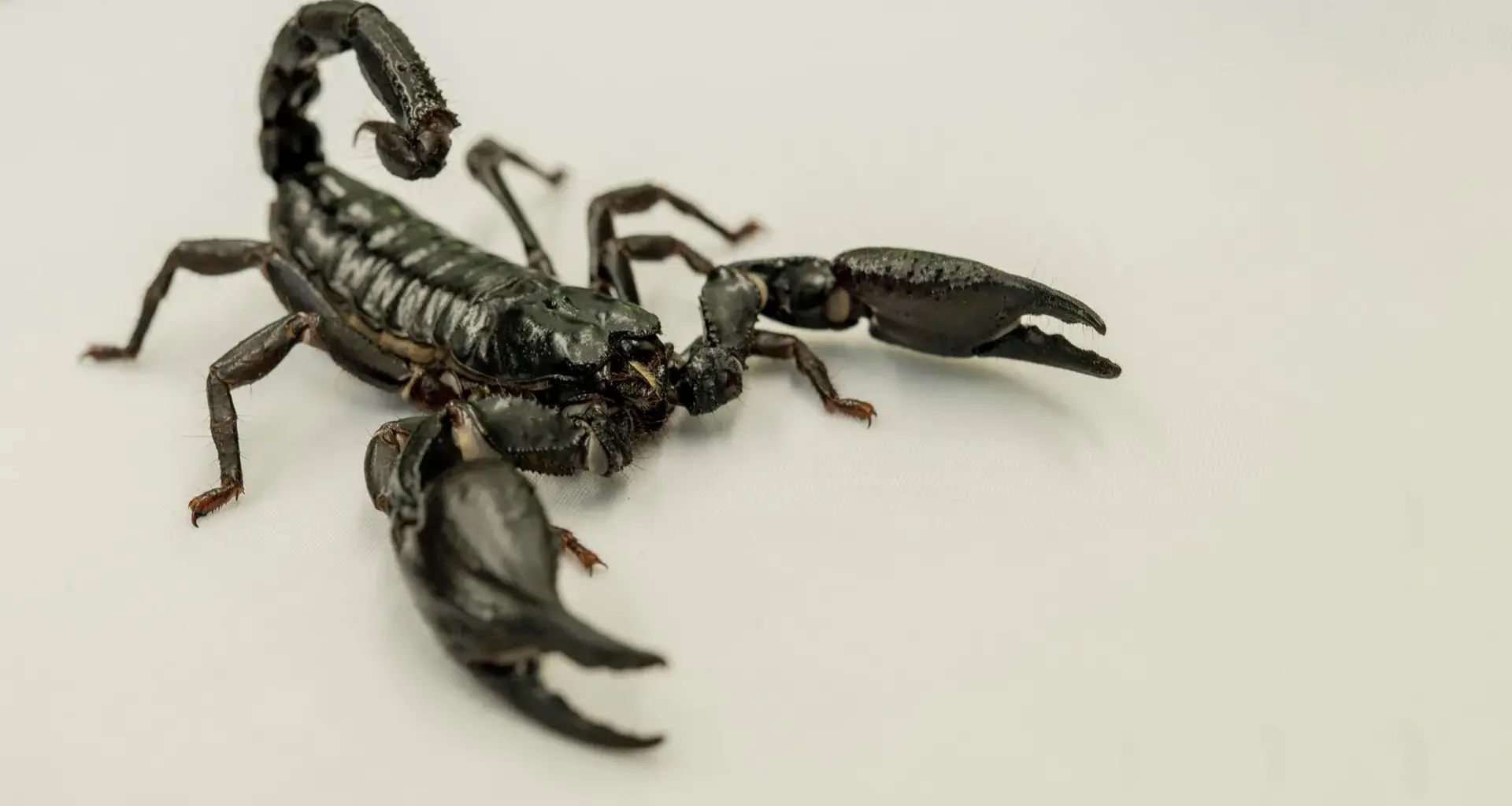 New map reveals where lethal scorpions are most likely to strike