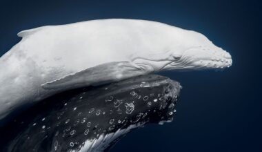 World Nature Photography Awards 2026: Image of ultra-rare white whale scoops top prize