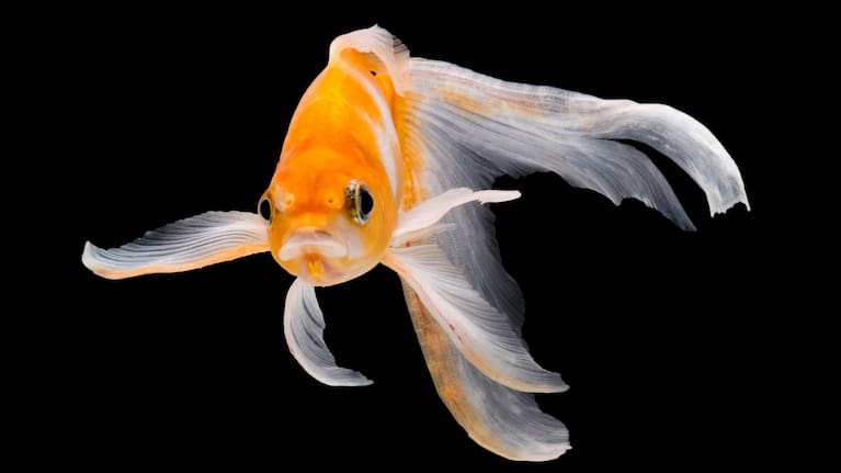 Feel like you have the attention span of a goldfish? Our attention spans are getting shorter.