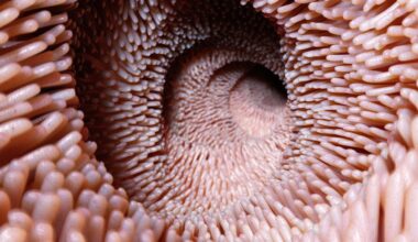 Poop From Young Donors Reverses Age-Related Decline in The Guts of Older Mice : ScienceAlert