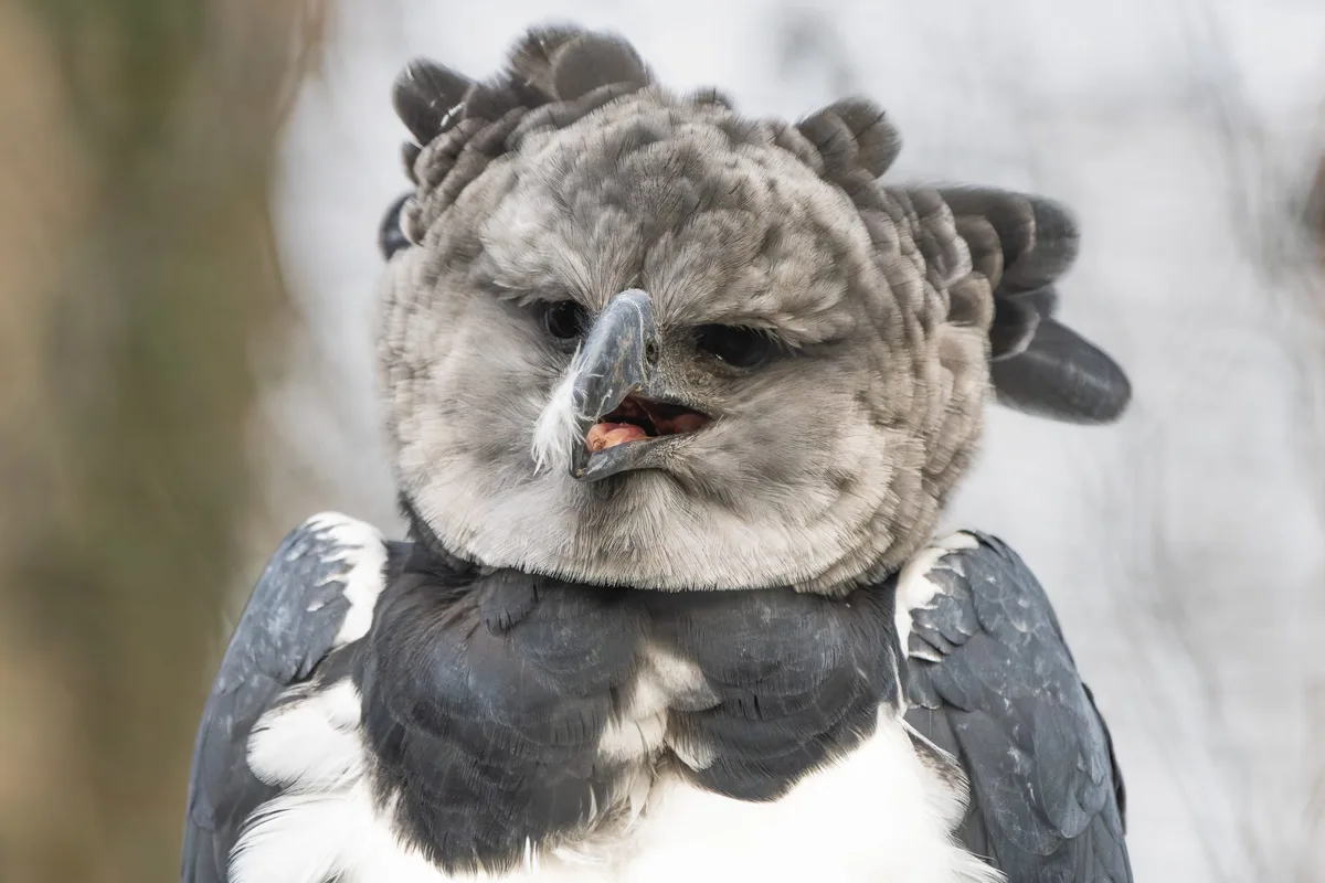 Harpy eagle - bird of prey 