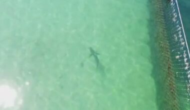 Shark spotted swimming inside ocean pool at popular Manly beach