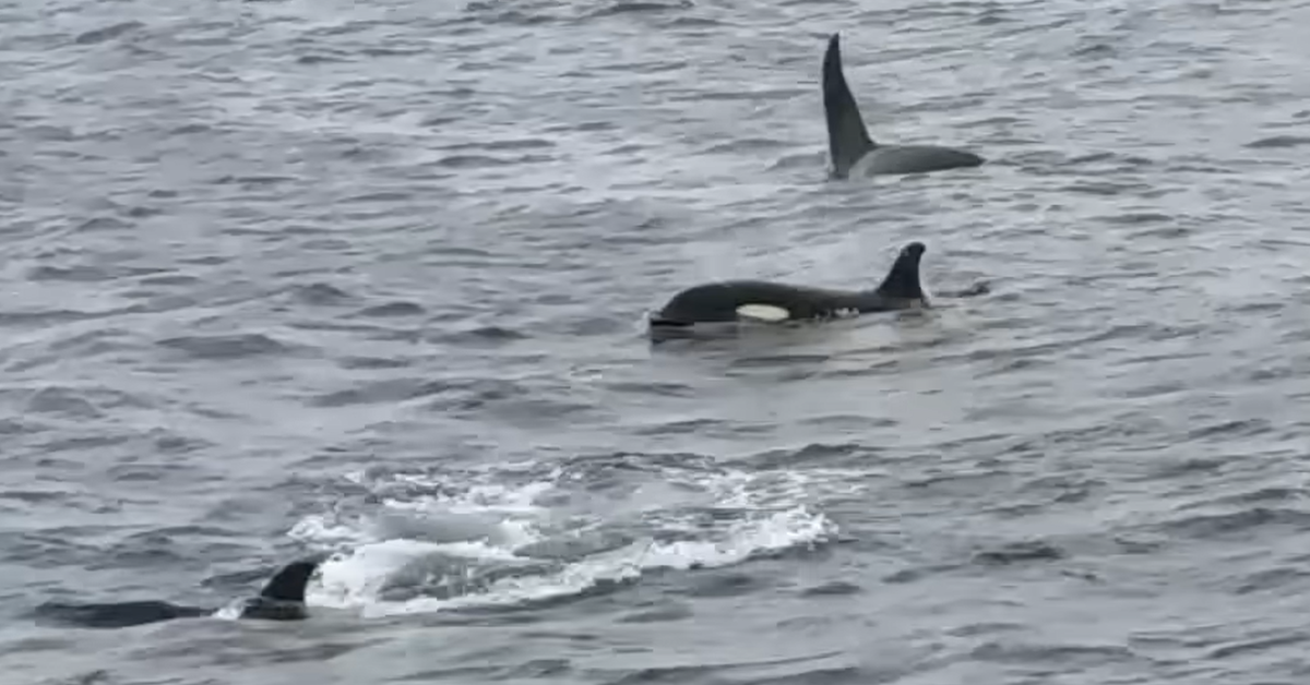 New study debunks theory on why sharks fled Aussie islands after vicious orca attack