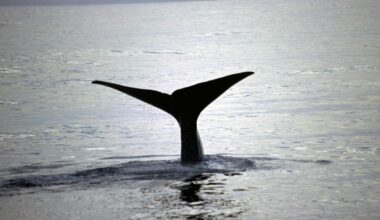 MP wants whales recognised as legal persons