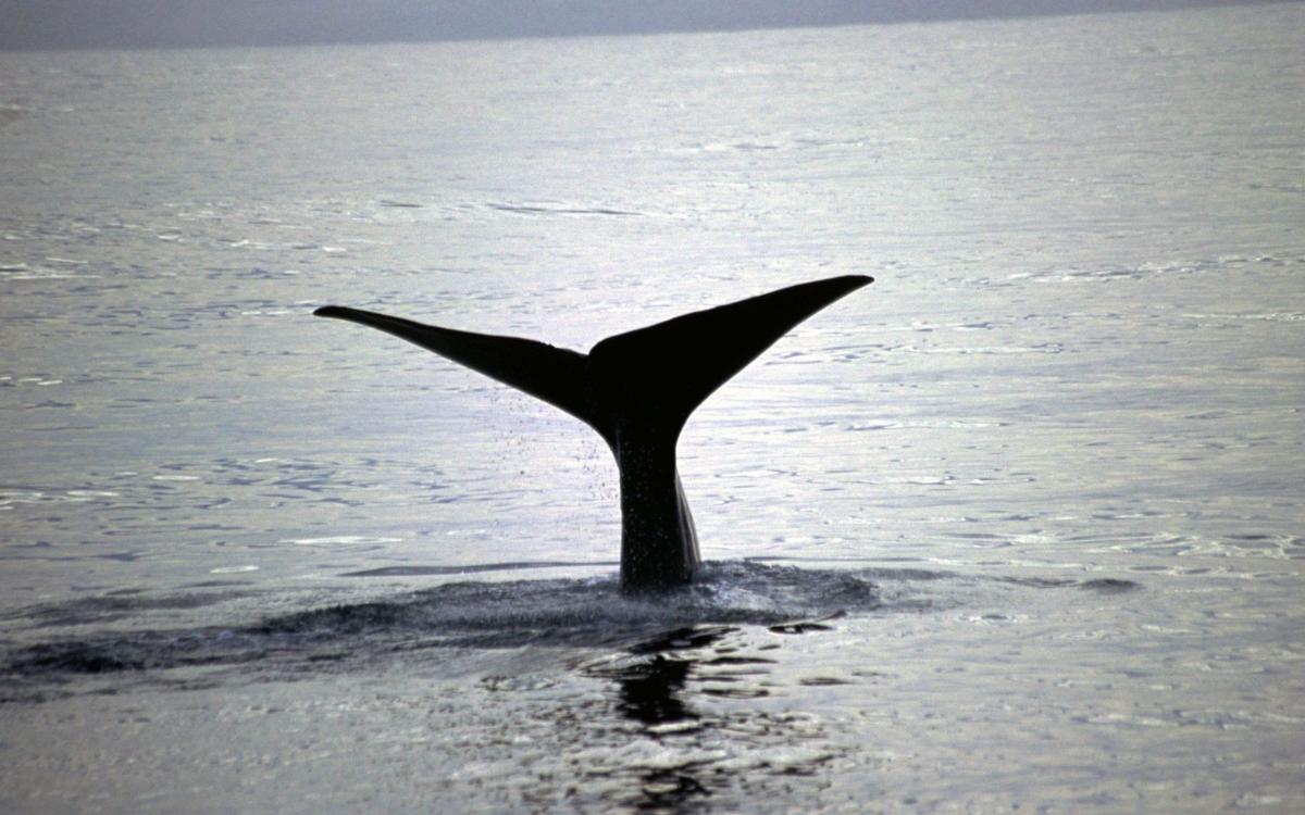 MP wants whales recognised as legal persons