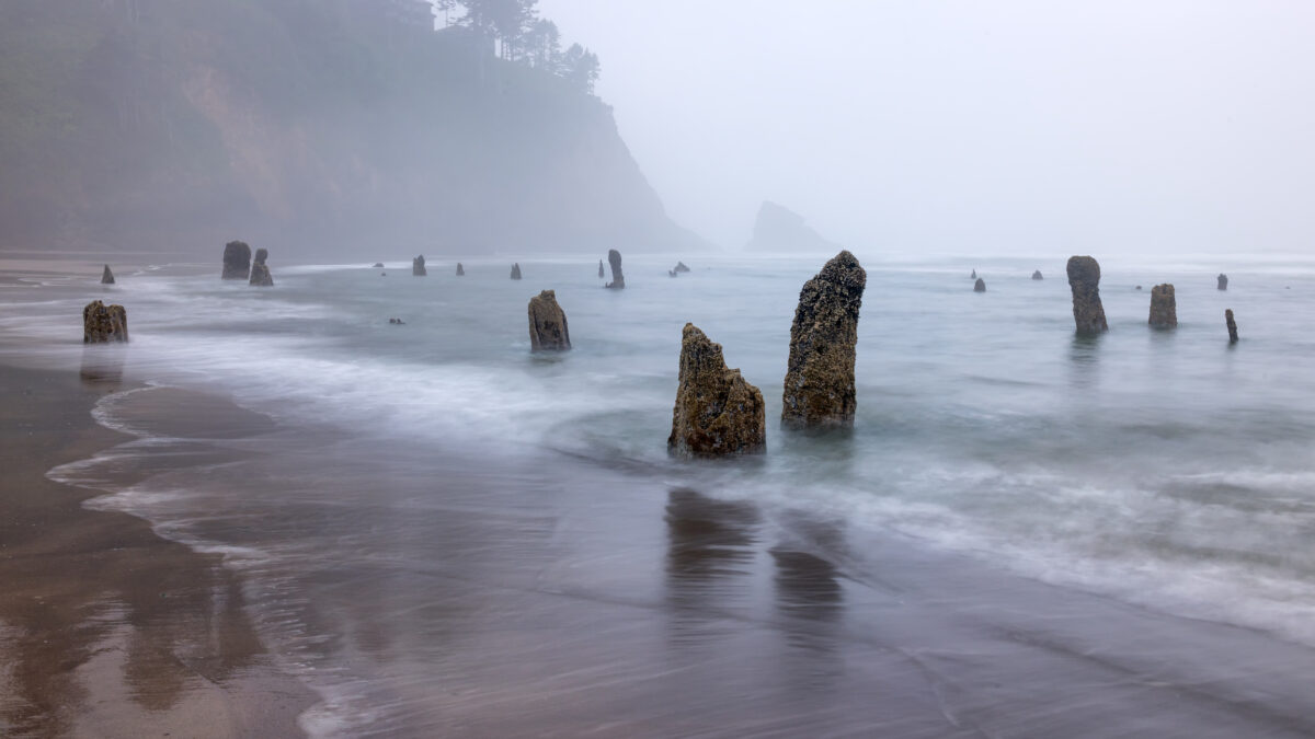 Remnants of trees poke up from the sand on the Washington coast. These stumps helped researchers date the previous Cascadia earthquake.
