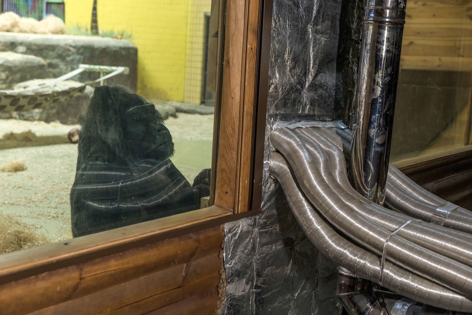 Gorilla Tony, 52, sits in his winter enclosure, where the temperature is kept around 19 degrees Celsius with the help of a wood-burning stove, at the Kyiv Zoo in Kyiv, Ukraine, on Jan. 27, 2026