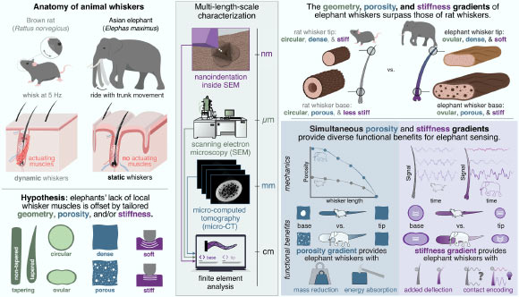 Schulz et al. examined the whiskers that cover Asian elephant (Elephas maximus) trunks and found that they are geometrically and mechanically tailored to facilitate tactile perception by encoding contact location in the amplitude and frequency of the vibrotactile signal felt at the whisker base. Image credit: Schulz et al., doi: 10.1126/science.adx8981.