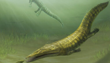 The ancient marine amphibians Erythrobatrachus (foreground) and Aphaneramma (background) swimming along the coast of what is now far norther Western Australia 250 million years ago. Image credit: Pollyanna von Knorring, Swedish Museum of Natural History.