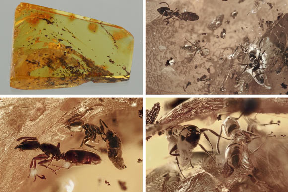 Fossil ant colony preserved in a piece of Baltic amber from Lithuania. Image credit: José de la Fuente & Agustín Estrada-Peña, doi: 10.3389/fevo.2026.1724595.