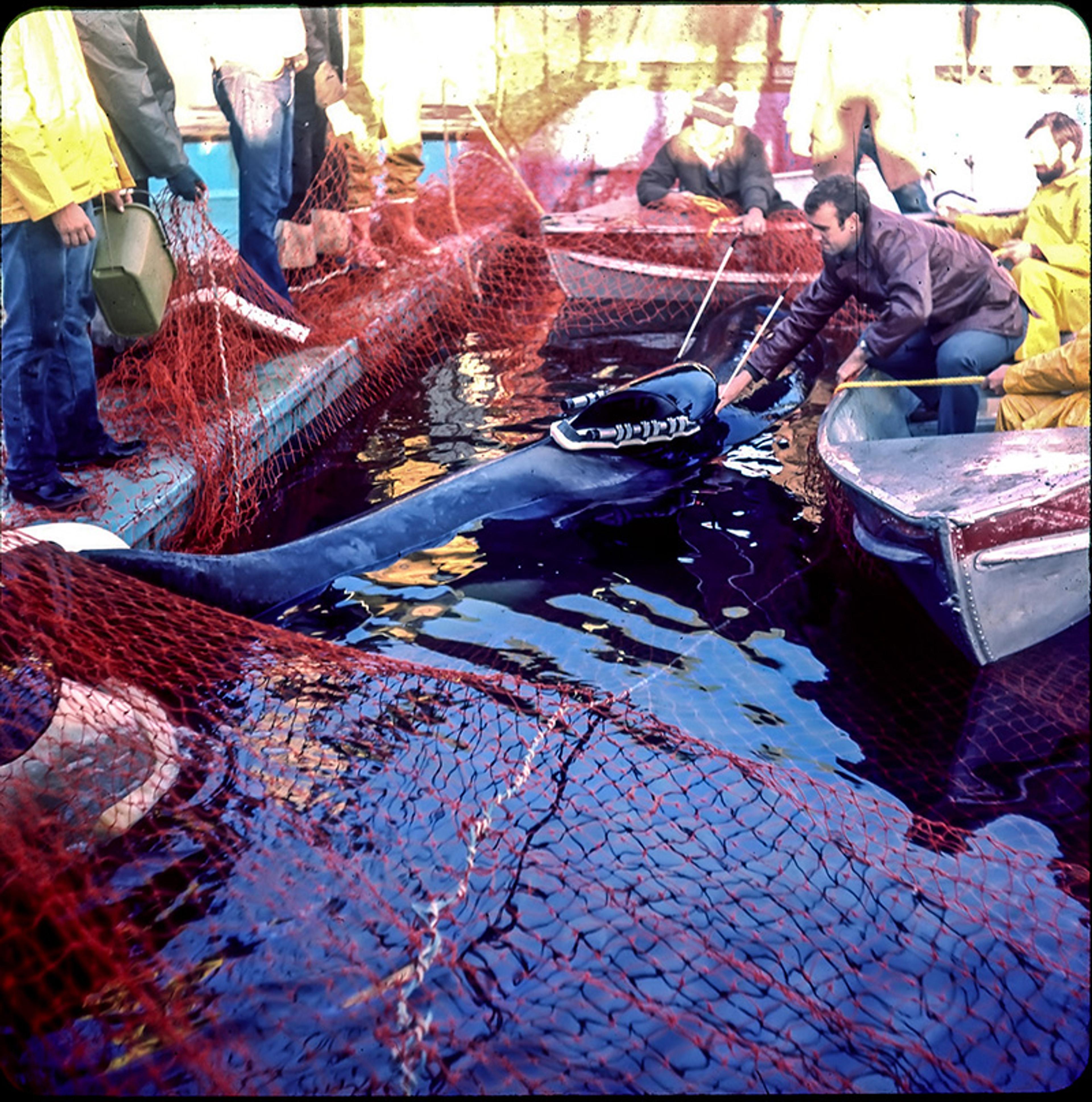 An orca captured in red nets in the water surrounded by people on nearby boats and a jetty. A man is placing a device on the orca's back.