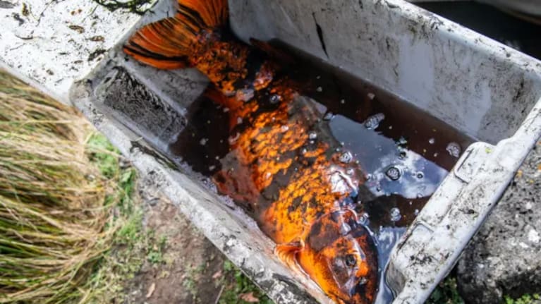 Invasive fish are being caught and eliminated in Western Springs.