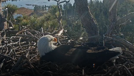 Southern California bald eagle lays 3rd egg after nest attack