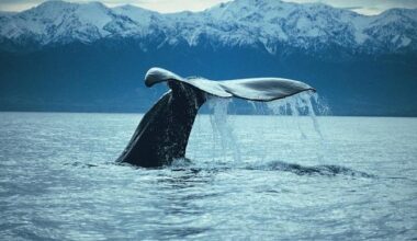 Are whales people? The Green Party Bill to give whales personhood « The Standard