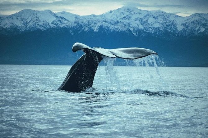 Are whales people? The Green Party Bill to give whales personhood « The Standard