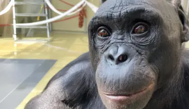 A bonobo’s pretend tea party is rewriting what we know about imagination